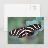 Zebra Longwing Butterfly Foto Postcard Postkarte (Vorne/Hinten)