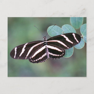 Zebra Longwing Butterfly Foto Postcard Postkarte
