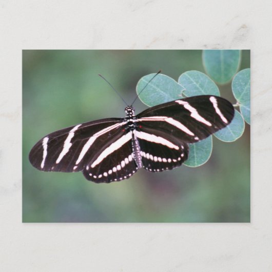 Zebra Longwing Butterfly Foto Postcard Postkarte (Vorderseite)