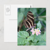 Zebra Longwing Butterfly Foto Postcard Postkarte (Vorne/Hinten)