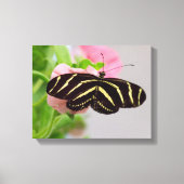 Zebra Longwing Butterfly Leinwanddruck (Vorderseite)