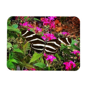 Zebra Longwing Butterfly Magnet