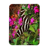 Zebra Longwing Butterfly Magnet (Vertikal)