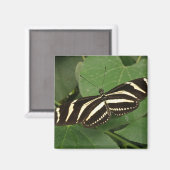 Zebra Longwing Butterfly Magnet (Vorderseite/Rückseite)
