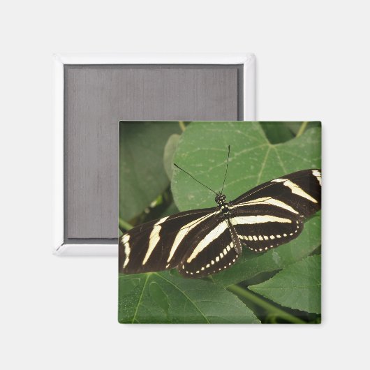 Zebra Longwing Butterfly Magnet (Vorderseite/Rückseite)