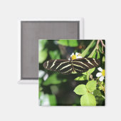 Zebra Longwing Butterfly Magnet (Vorderseite/Rückseite)