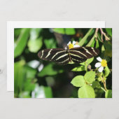 Zebra Longwing Butterfly Mitteilungskarte (Vorne/Hinten)