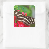 Zebra Longwing Butterfly Nature Foto Quadratischer Aufkleber (Tasche)