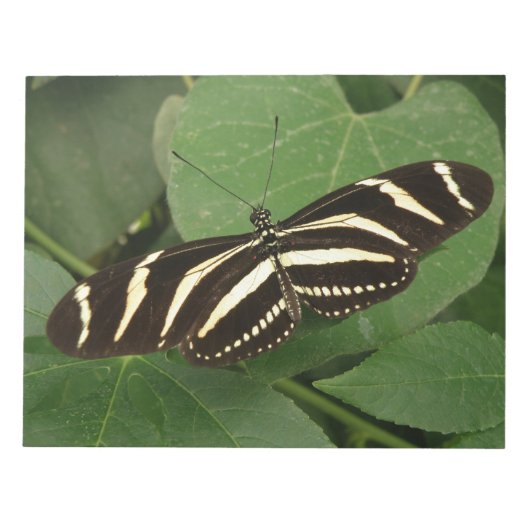 Zebra Longwing Butterfly Notepad Notizblock (Vorderseite)