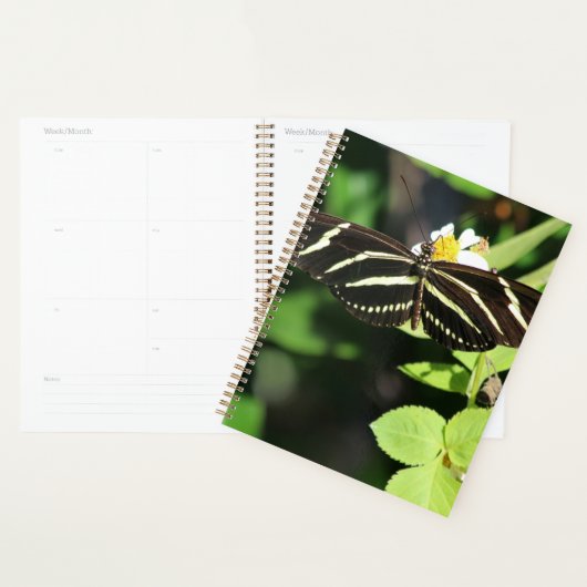 Zebra Longwing Butterfly Planer (Anzeige)