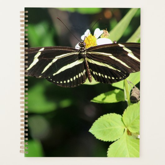 Zebra Longwing Butterfly Planer (Vorderseite)