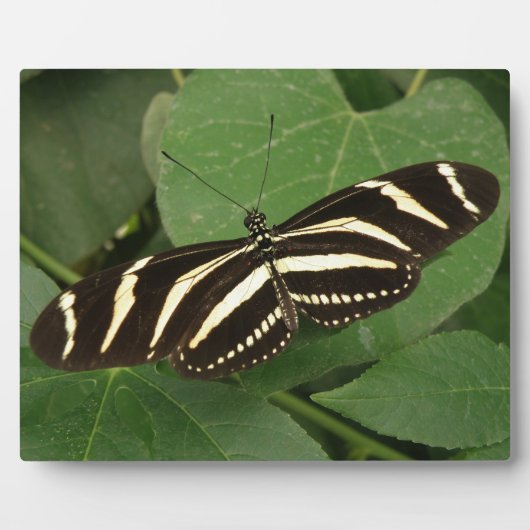 Zebra Longwing Butterfly Plaque Fotoplatte (Vorderseite)