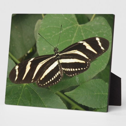 Zebra Longwing Butterfly Plaque Fotoplatte (Seite)