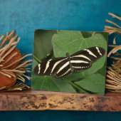 Zebra Longwing Butterfly Plaque Fotoplatte (Seite)