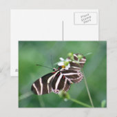 Zebra Longwing Butterfly Postcard Postkarte (Vorne/Hinten)