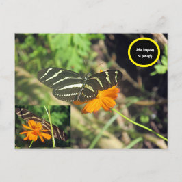 Zebra longwing Butterfly Postcard Postkarte