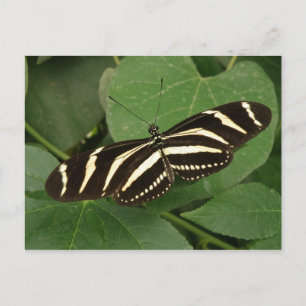 Zebra Longwing Butterfly Postcard Postkarte