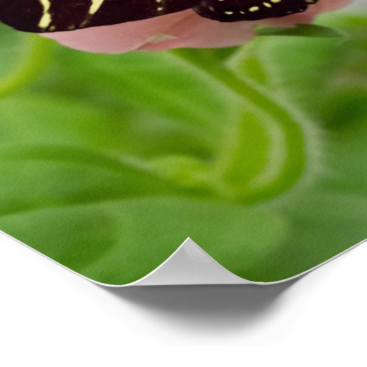 Zebra Longwing Butterfly Poster (Ecke)
