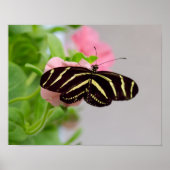 Zebra Longwing Butterfly Poster (Vorne)