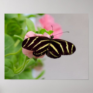 Zebra Longwing Butterfly Poster