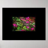 Zebra Longwing Butterfly Poster (Vorne)