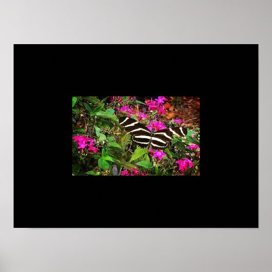 Zebra Longwing Butterfly Poster (Vorne)