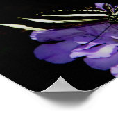 Zebra Longwing Butterfly Poster (Ecke)