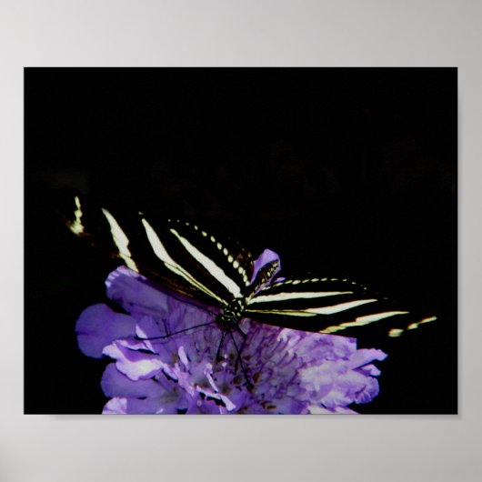 Zebra Longwing Butterfly Poster (Vorne)