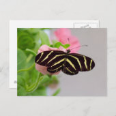 Zebra Longwing Butterfly Postkarte (Vorne/Hinten)