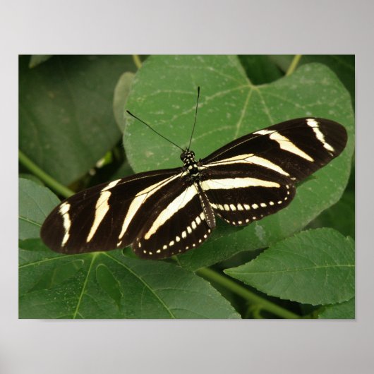 Zebra Longwing Butterfly Print Poster (Vorne)