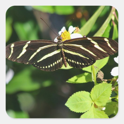 Zebra Longwing Butterfly Quadratischer Aufkleber (Vorderseite)