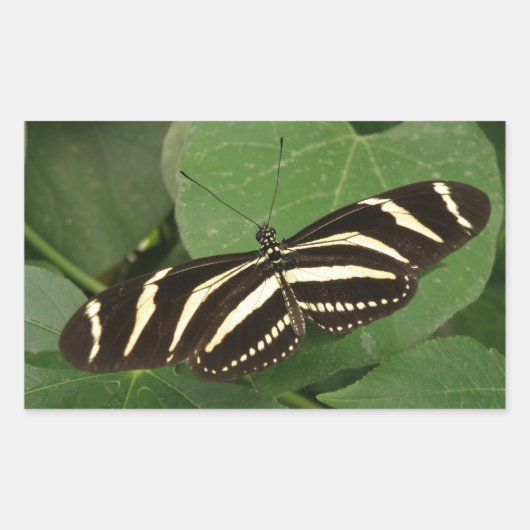 Zebra Longwing Butterfly Stickers (Vorderseite)
