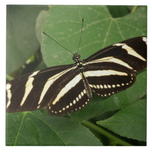 Zebra Longwing Butterfly Tile Fliese