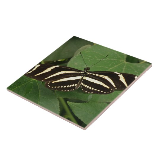 Zebra Longwing Butterfly Tile Fliese (Seite)