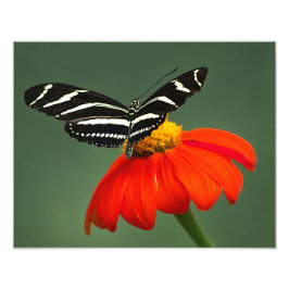 Zebra Longwing Foto Print