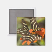 Zebra Longwing (Heliconius charitonia) auf Blume Magnet (Vorderseite/Rückseite)