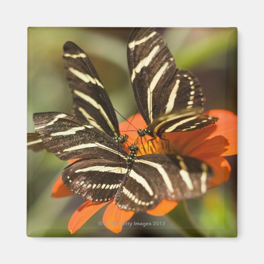 Zebra Longwing (Heliconius charitonia) auf Blume Magnet (Vorne)
