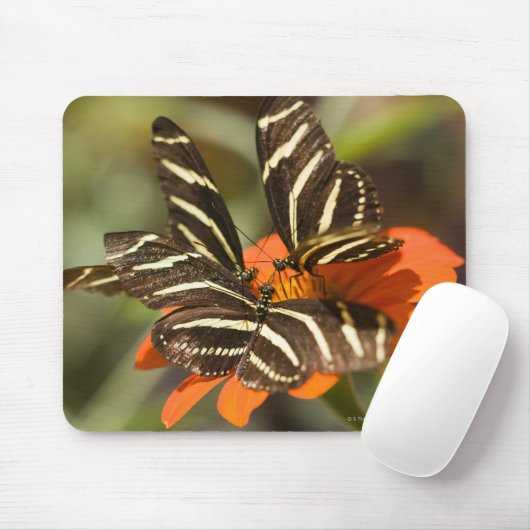 Zebra Longwing (Heliconius charitonia) auf Blume Mousepad (Mit Mouse)