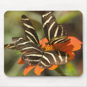 Zebra Longwing (heliconius charitonia) auf Blume Mousepad