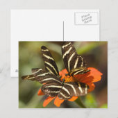 Zebra Longwing (Heliconius charitonia) auf Blume Postkarte (Vorne/Hinten)