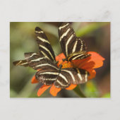 Zebra Longwing (Heliconius charitonia) auf Blume Postkarte (Vorderseite)