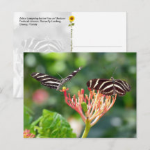Zebra Longwing Schmetterlinge, FL – Postkarte