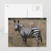 Zebra-Look Postkarte (Vorne/Hinten)