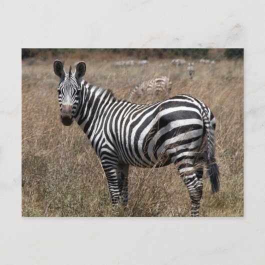 Zebra-Look Postkarte (Vorderseite)