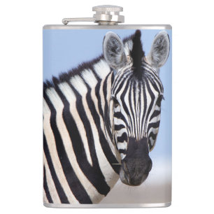 Zebra looking at you flachmann