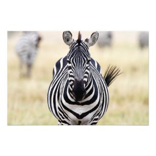 Zebra looking at you fotodruck