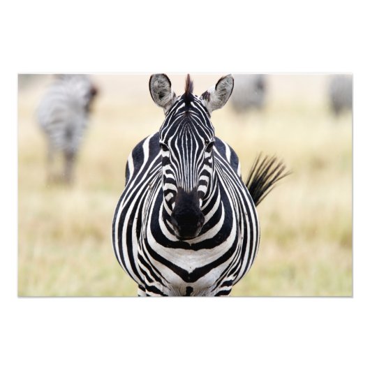 Zebra looking at you fotodruck (Vorne)