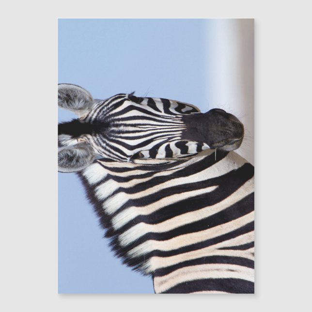 Zebra looking at you magnetkarte (Vorderseite)
