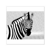 Zebra looking at you permastempel (Design)