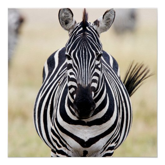 Zebra looking at you poster (Vorderseite)